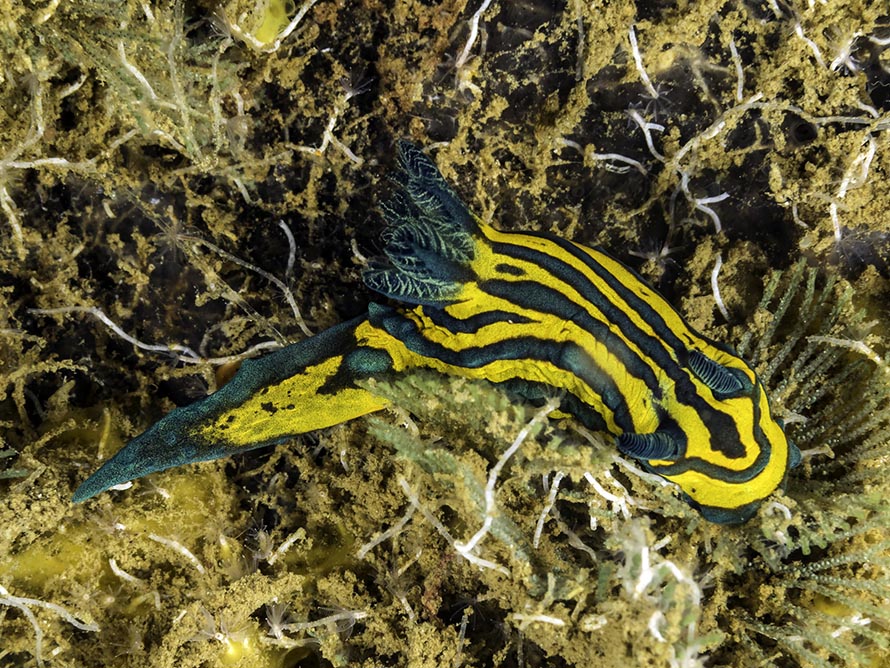 Roboastra tentaculata